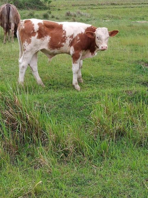 江西养牛,什么品种最合适?-图3 江西养牛,什么品种最合适?-图3