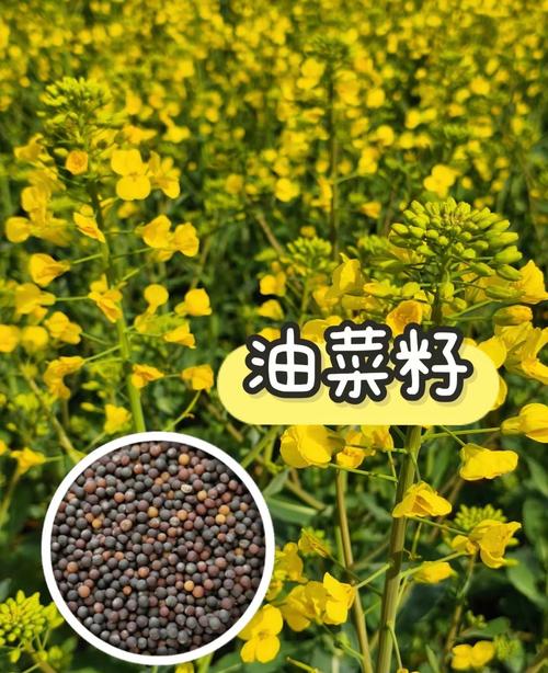 湖北2025油菜籽价格会涨还是跌？-图3