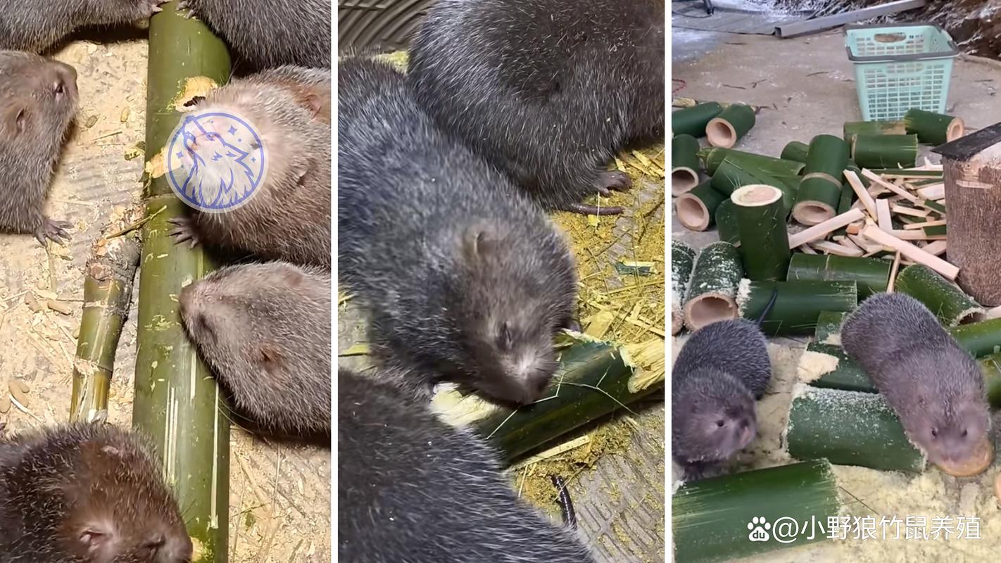 竹鼠养殖如何科学预防疾病？-图1