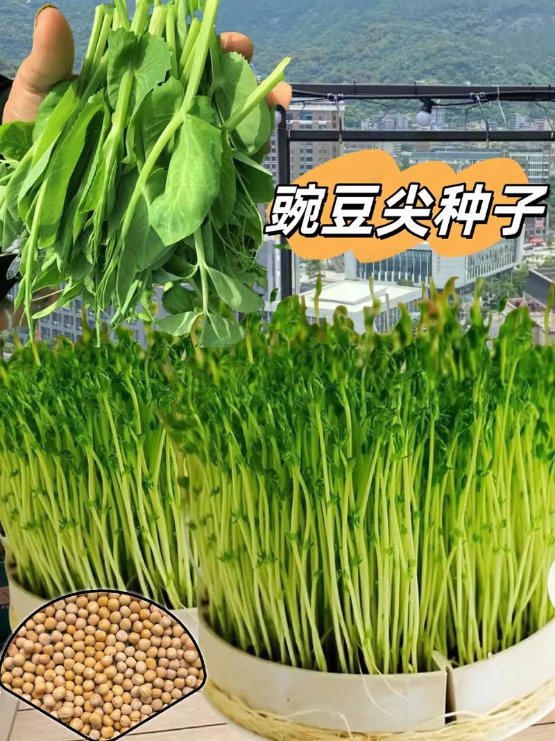 豌豆尖种子种植技术要点有哪些？-图3