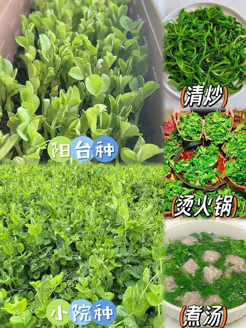 豌豆尖种子种植技术要点有哪些？-图2