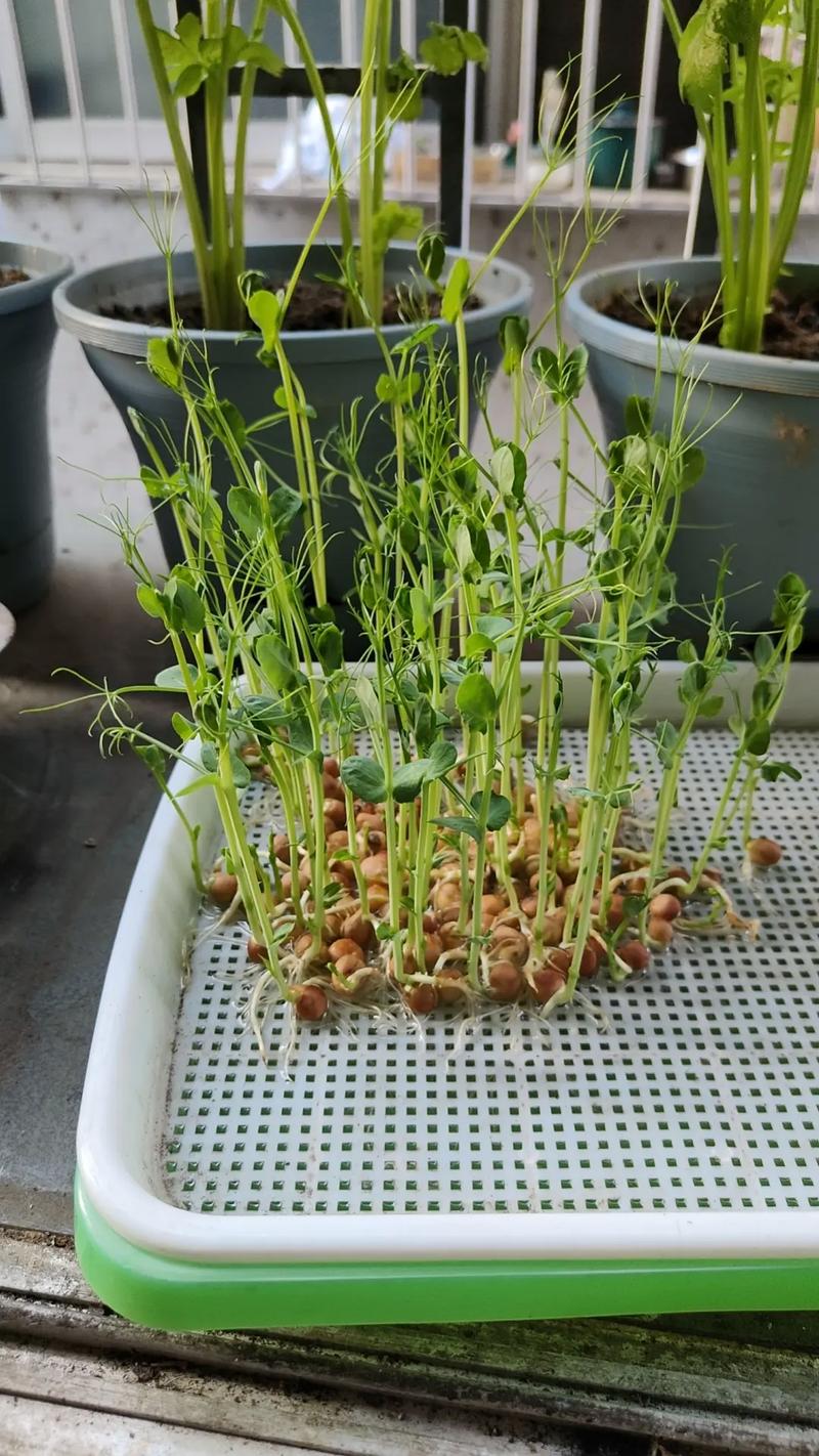 豌豆尖种子种植技术要点有哪些？-图1