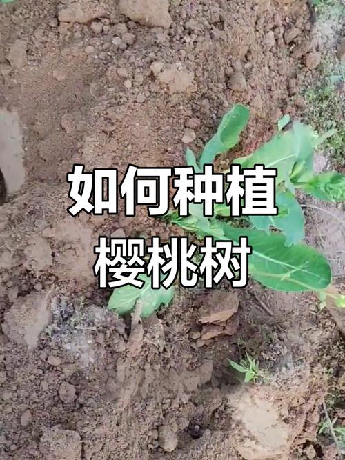 樱桃幼树定植后如何科学管理促生长？-图2