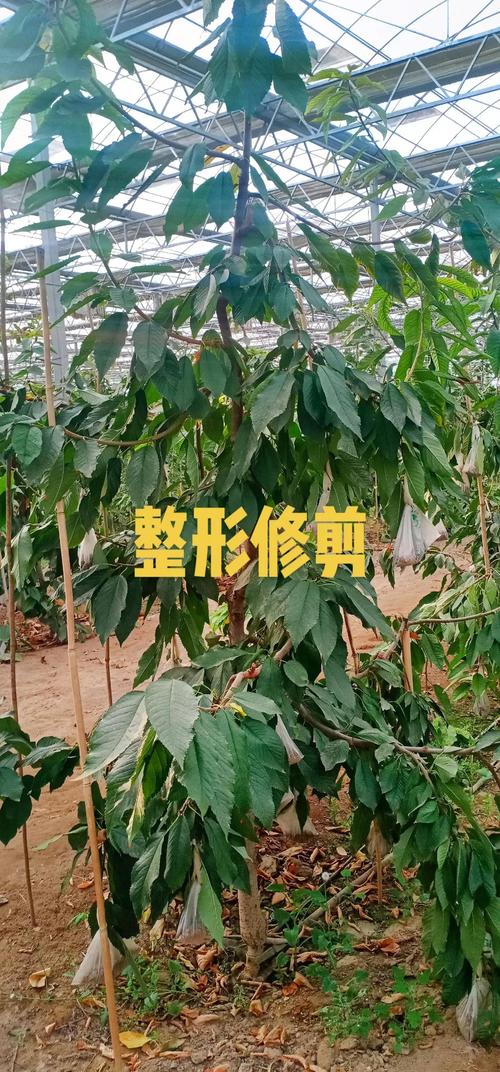 樱桃幼树定植后如何科学管理促生长？-图1