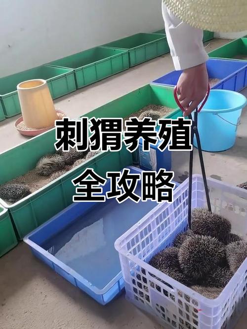 大刺猬养殖技术视频有哪些关键要点？-图1