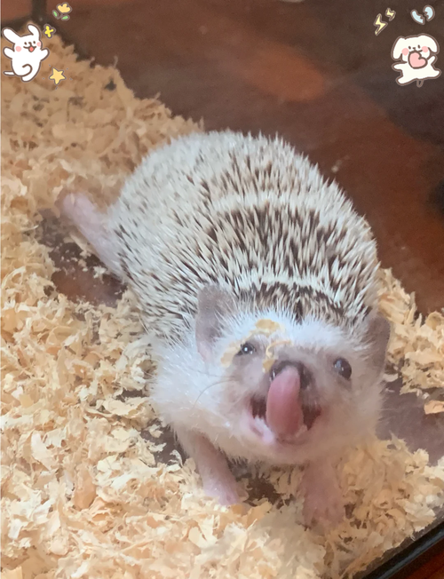 大刺猬养殖技术视频有哪些关键要点？-图3