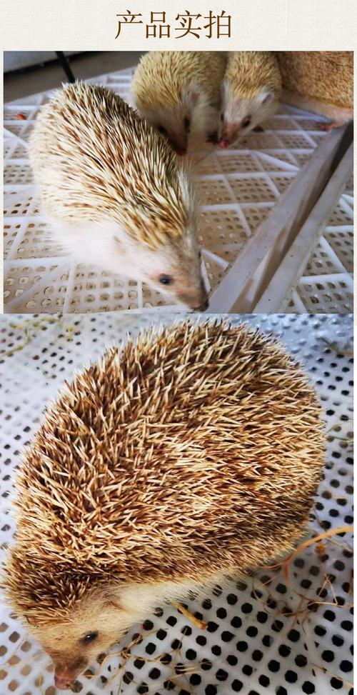 大刺猬养殖技术视频有哪些关键要点？-图2