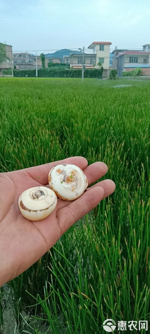 马蹄种植技术有哪些关键要点?-图2 马蹄种植技术有哪些关键要点?-图2