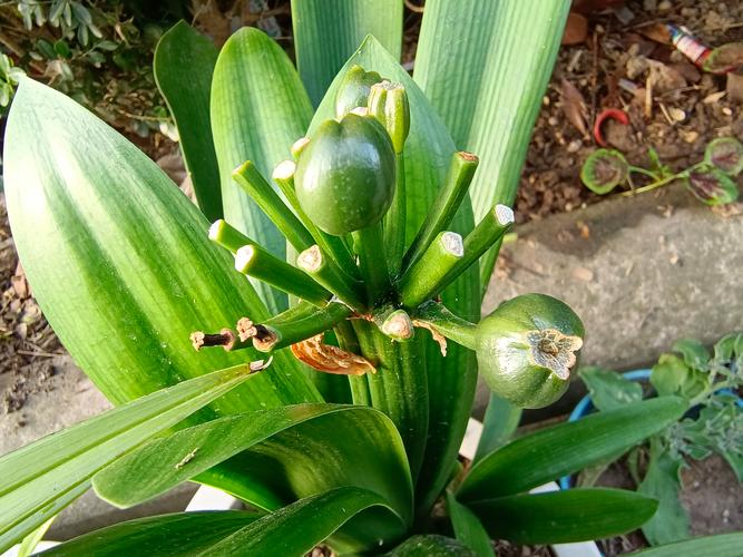 君子兰看果子能辨品种吗？-图2