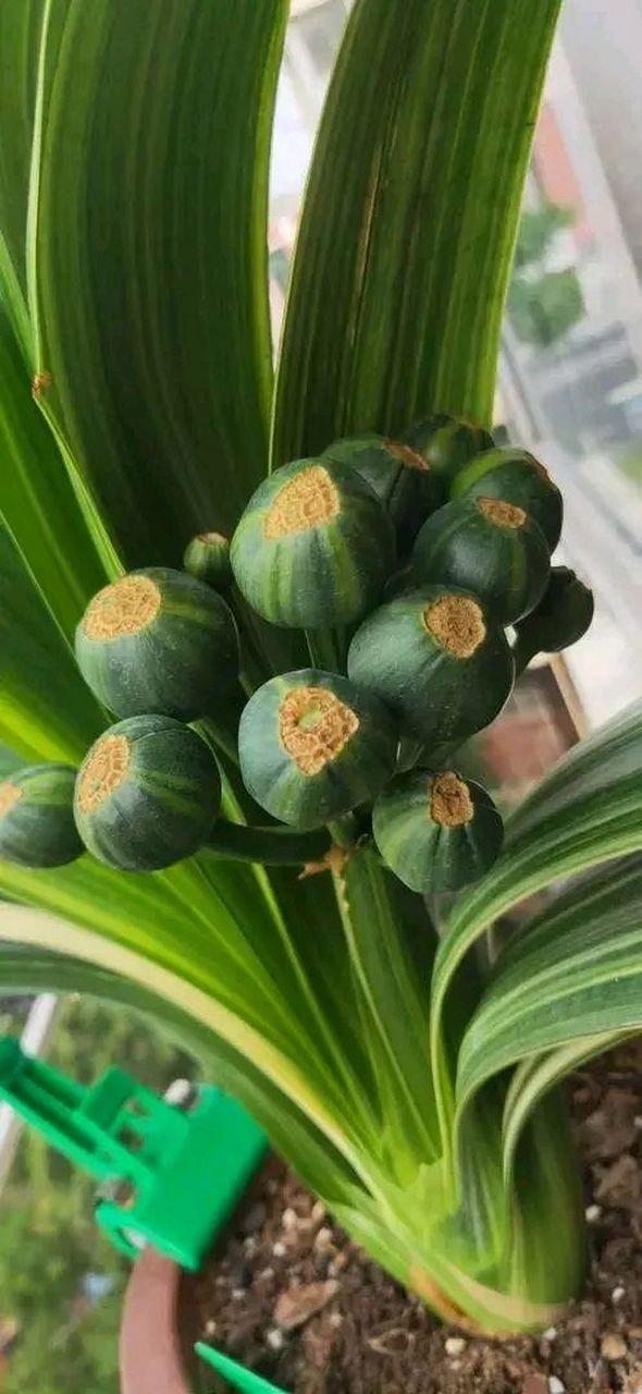 君子兰看果子能辨品种吗？-图3