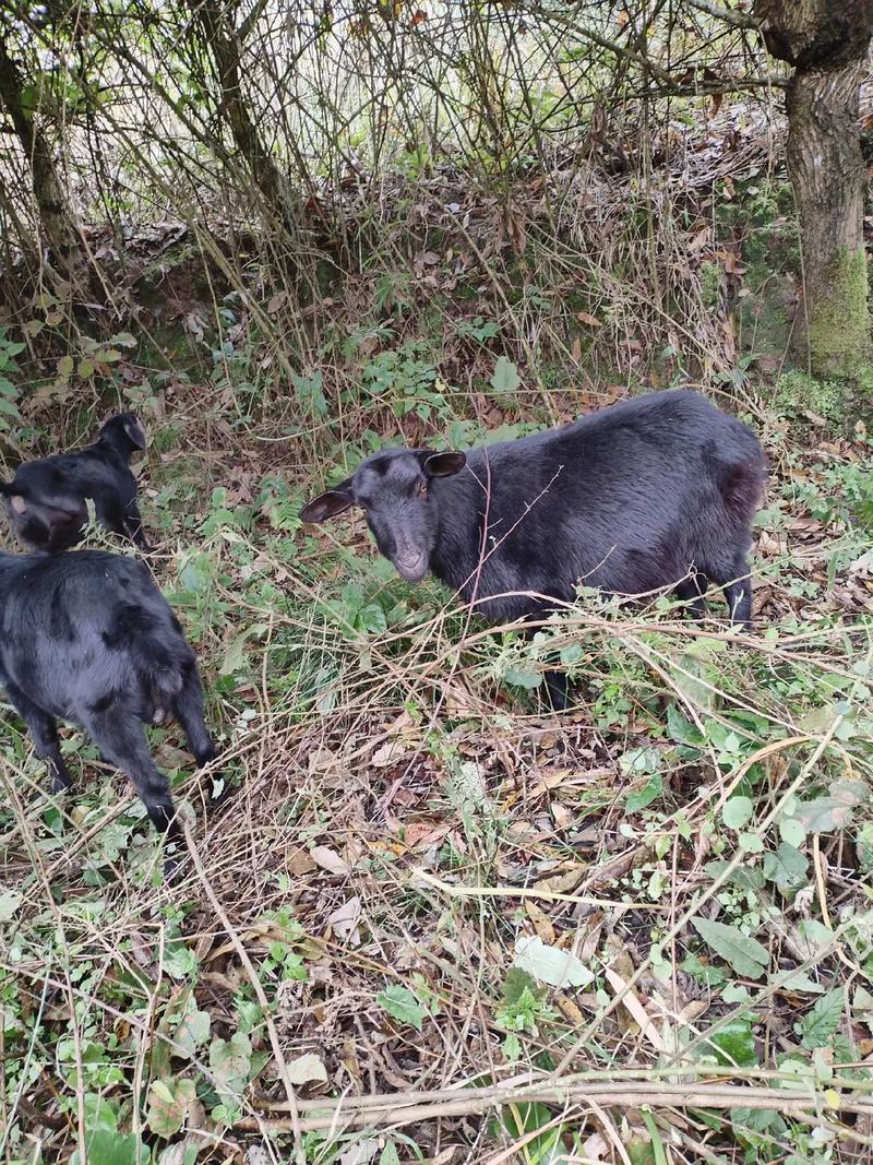 黑山羊适合吃哪些牧草品种？-图2