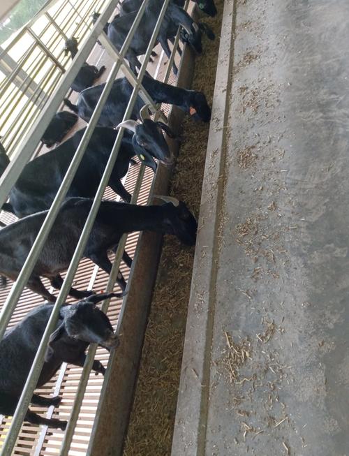 黑山羊适合吃哪些牧草品种?-图1 黑山羊适合吃哪些牧草品种?-图1