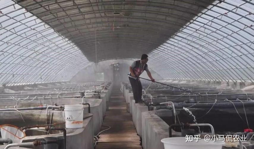 河北唐山南美虾价格为何波动?-图1 河北唐山南美虾价格为何波动?-图1