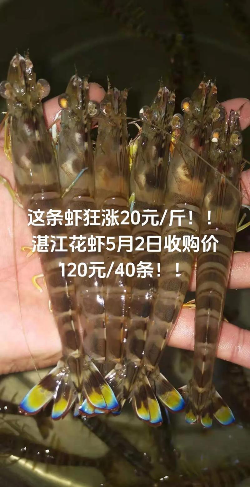 河北唐山南美虾价格为何波动?-图2 河北唐山南美虾价格为何波动?-图2