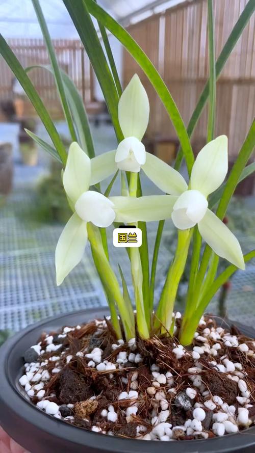 春兰十大品种花图片，哪种最值得养？-图2