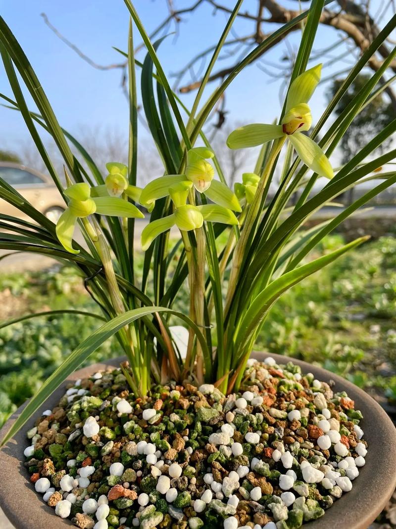 春兰十大品种花图片，哪种最值得养？-图1