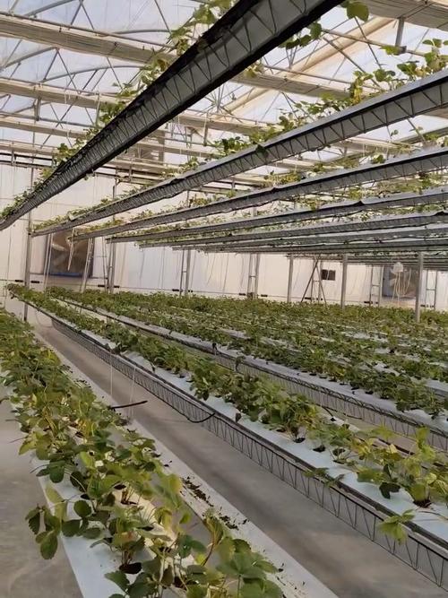大棚草莓种植管理技术有哪些要点？-图3