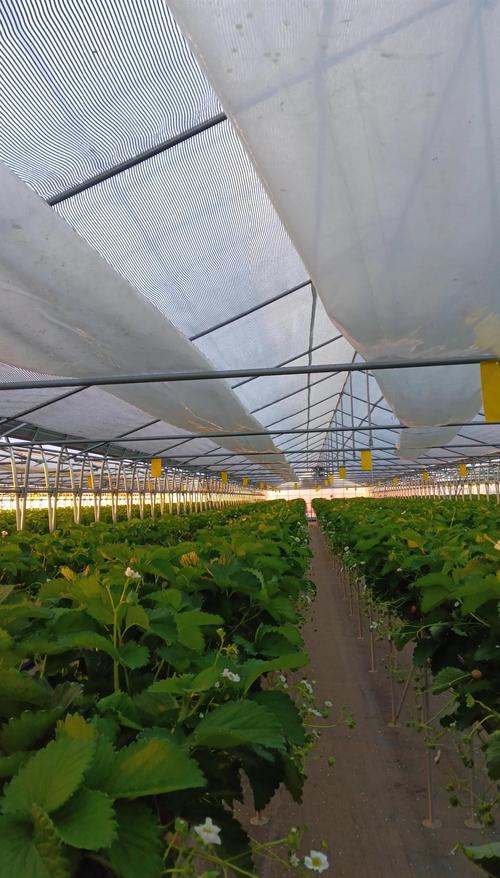 大棚草莓种植管理技术有哪些要点？-图2