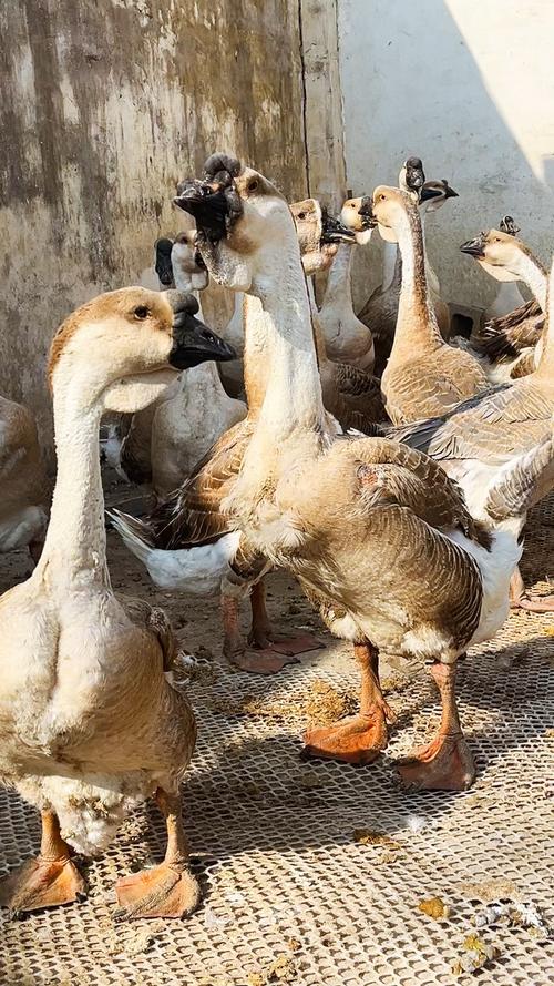 广东养肉鹅，哪些品种最合适？-图1