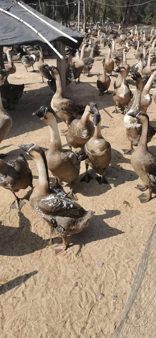 广东养肉鹅，哪些品种最合适？-图2