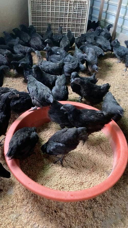 前景好的绿壳蛋乌鸡品种有哪些?-图1 前景好的绿壳蛋乌鸡品种有哪些?-图1