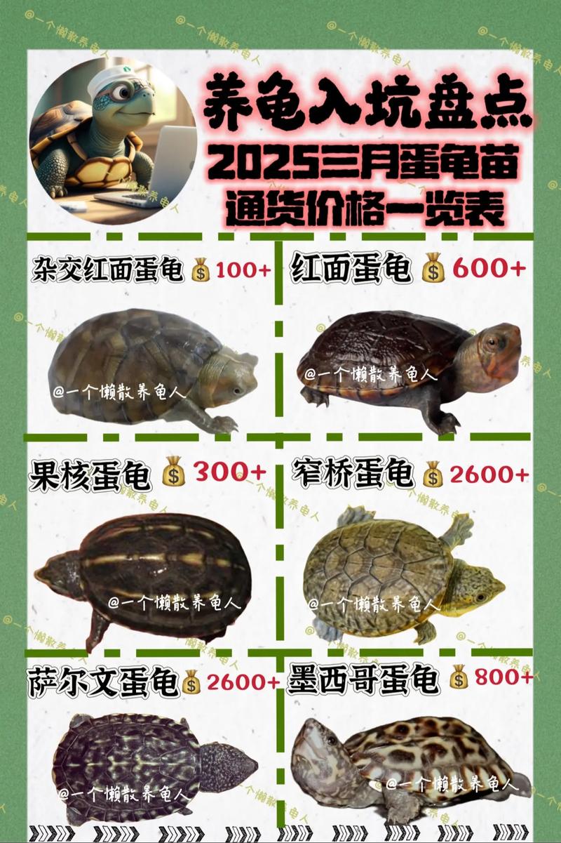 2025龟最新价格行情-图1 2025龟最新价格行情-图1
