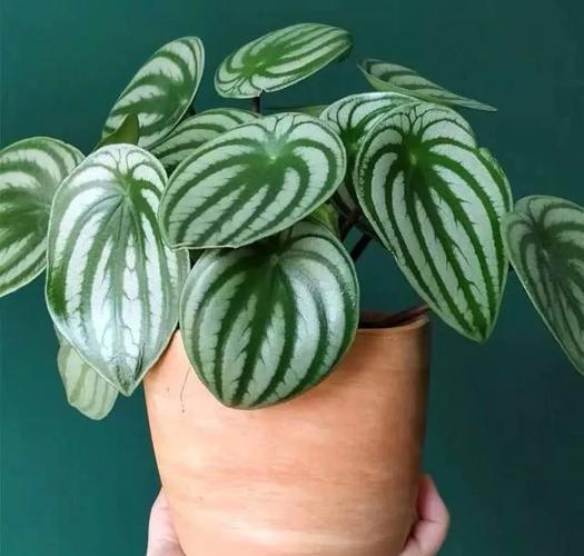 西瓜皮椒草有哪些常见品种?-图2 西瓜皮椒草有哪些常见品种?-图2