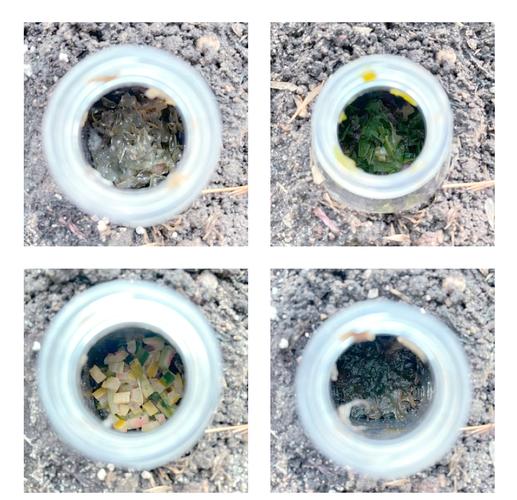 蝇蛆蚯蚓养殖技术如何高效利用？-图1