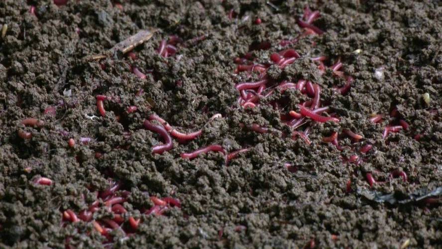 蝇蛆蚯蚓养殖技术如何高效利用？-图2