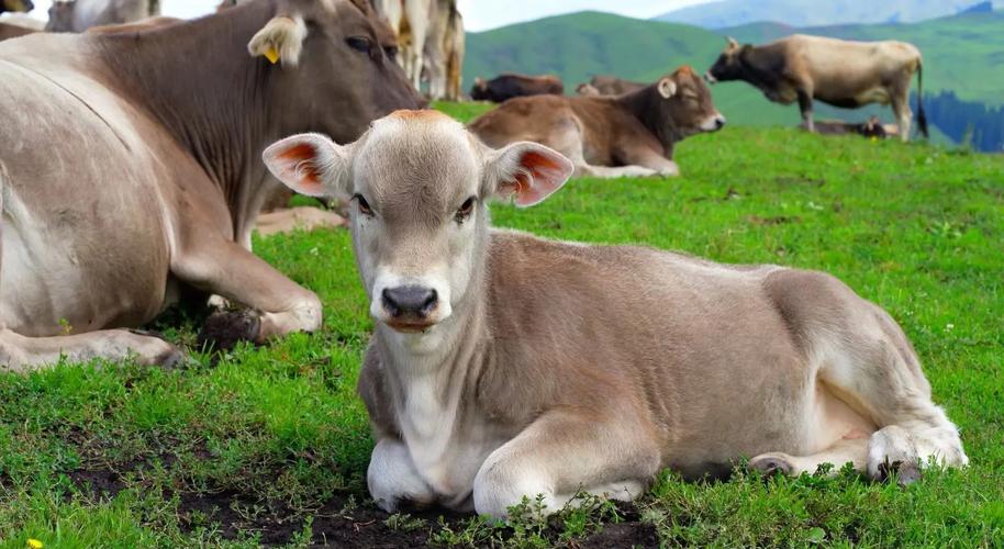 新疆哪种牛品种更优？-图3