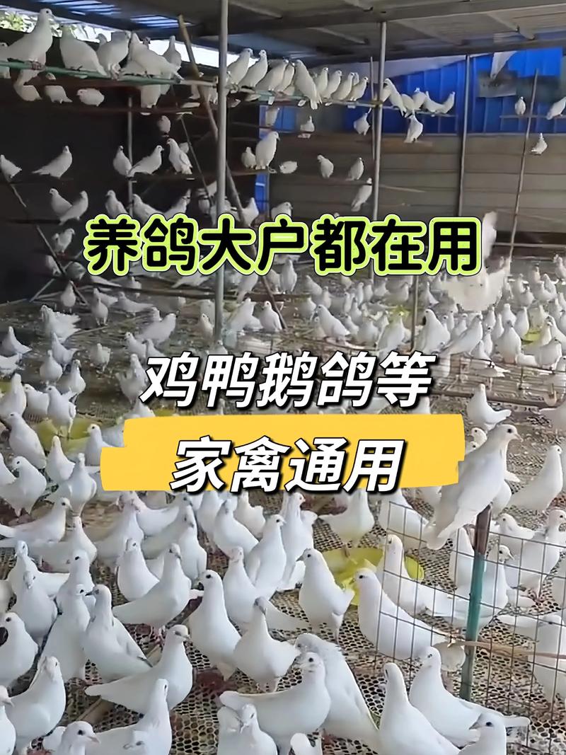 肉鸽养殖技术如何有效防治疾病？-图2