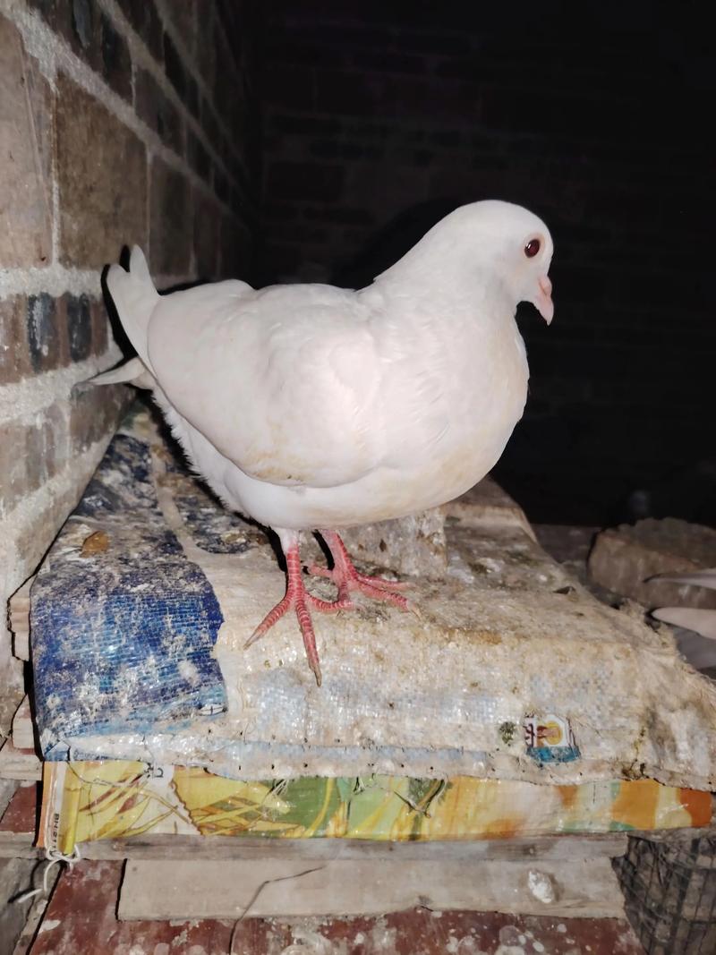 肉鸽养殖技术如何有效防治疾病？-图3