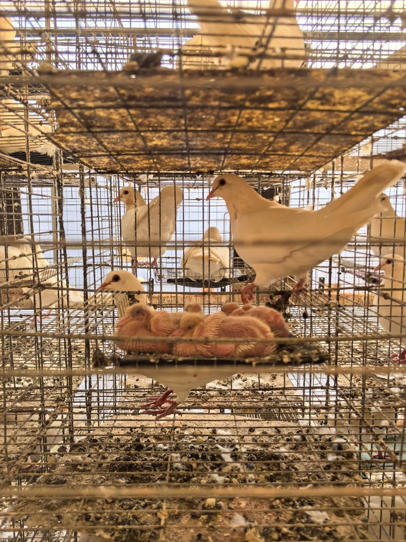 肉鸽养殖技术如何有效防治疾病？-图1