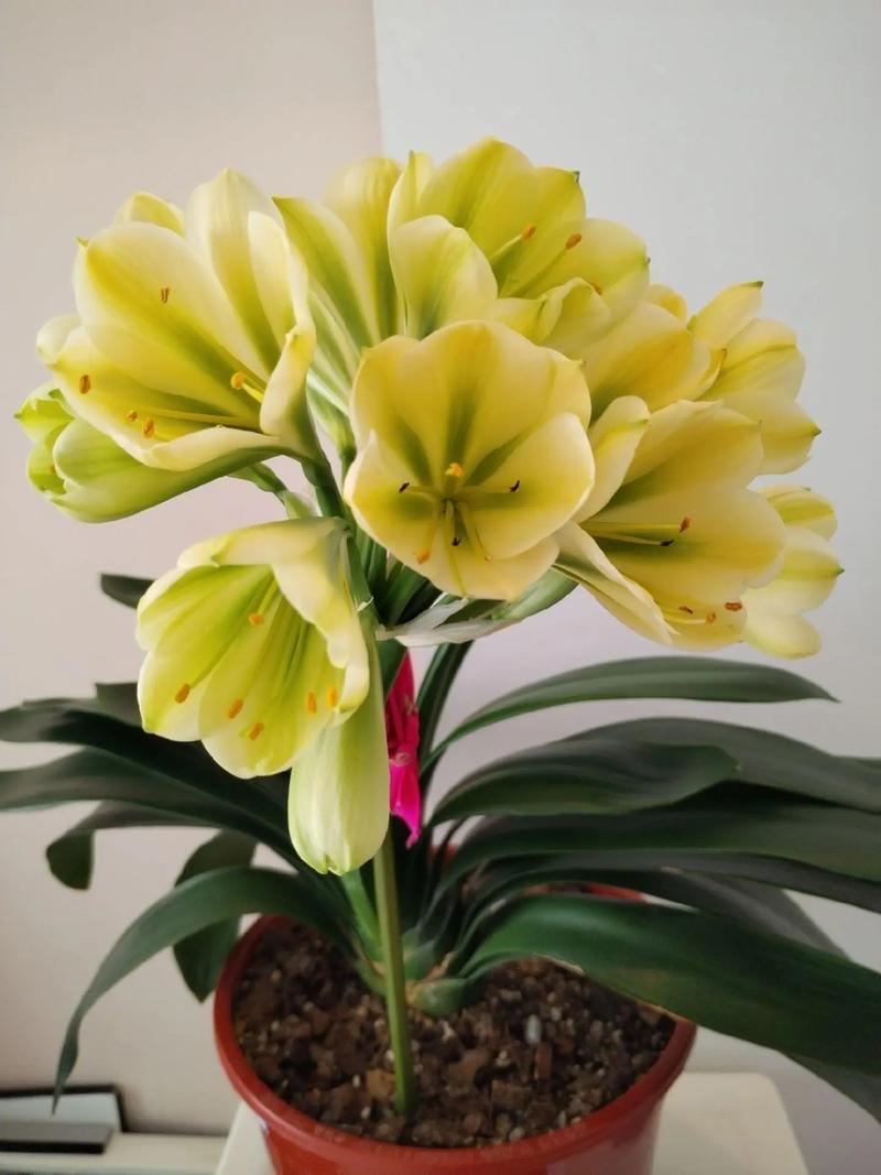 家养什么品种的君子兰好-图2 家养什么品种的君子兰好-图2