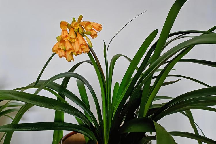 家养什么品种的君子兰好-图3 家养什么品种的君子兰好-图3