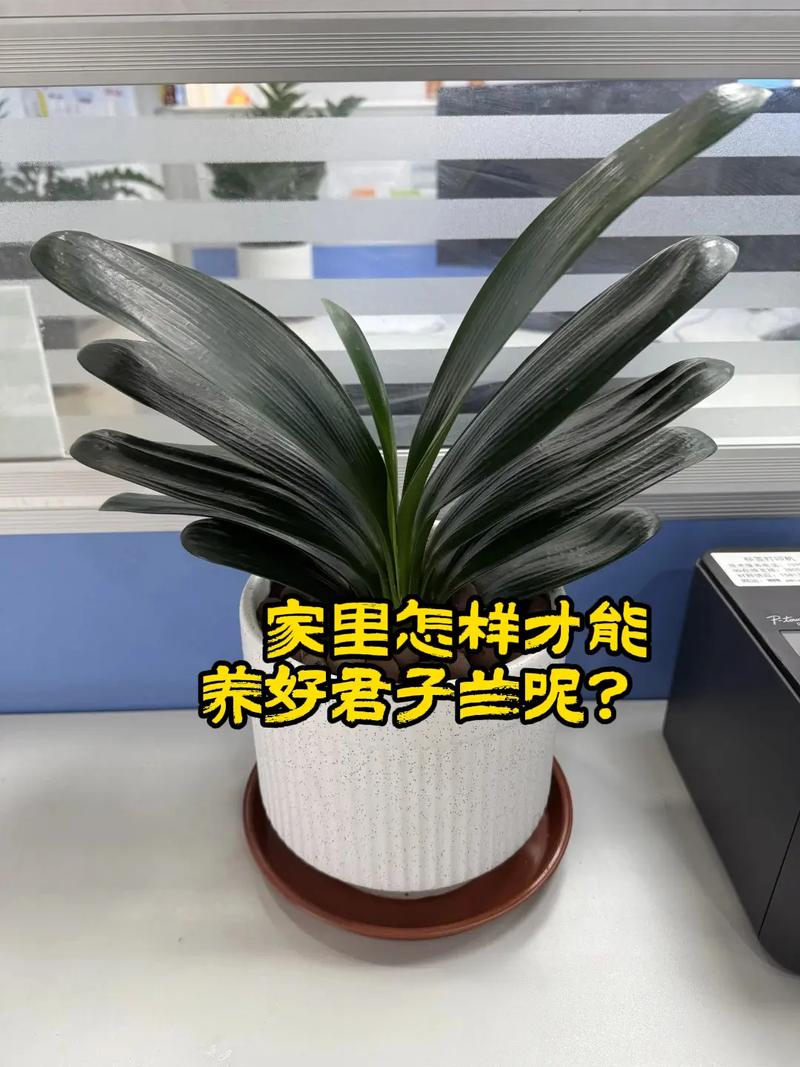 家养什么品种的君子兰好-图1 家养什么品种的君子兰好-图1