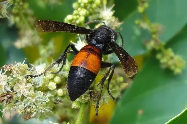 四川养蜂主养什么蜂品种？-图2