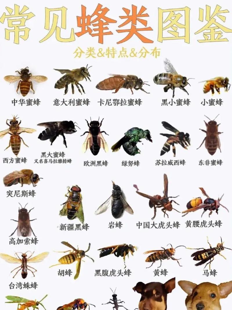 四川养蜂主养什么蜂品种？-图3