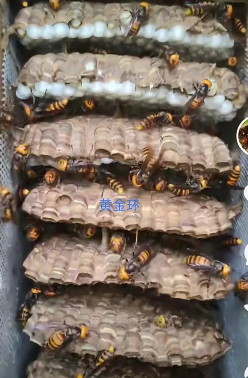 四川养蜂主养什么蜂品种？-图1