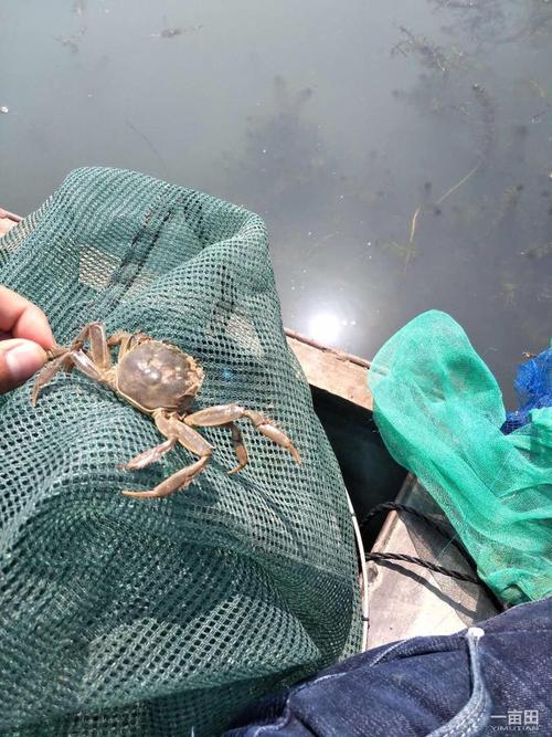 2025年太仓蟹苗价格会涨还是跌?-图3 2025年太仓蟹苗价格会涨还是跌?-图3