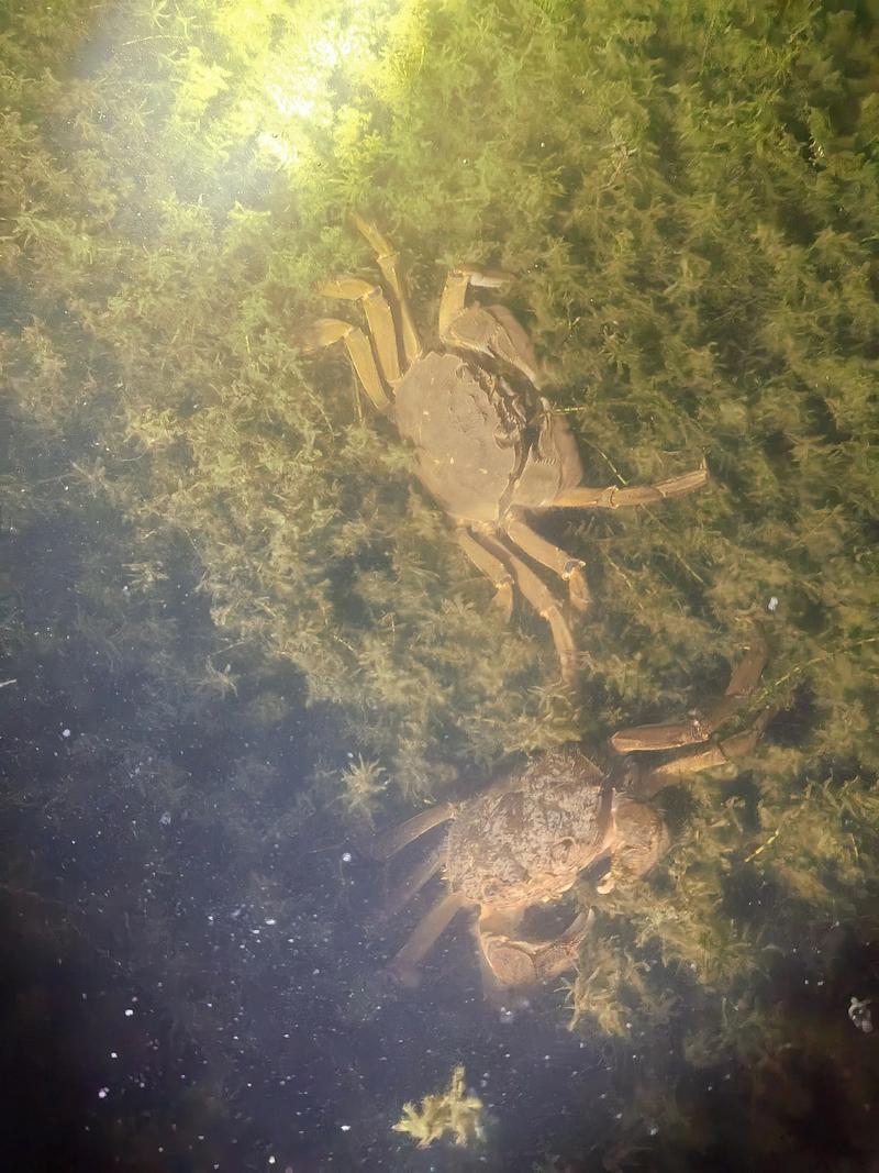 2025年太仓蟹苗价格会涨还是跌?-图2 2025年太仓蟹苗价格会涨还是跌?-图2