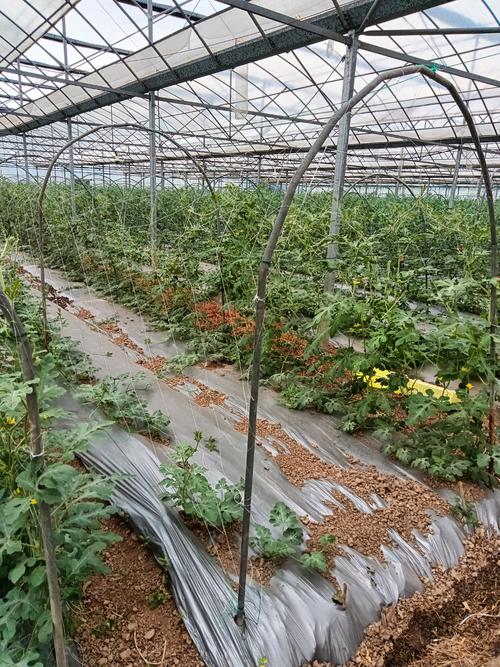 大棚茼蒿管理技术视频怎么学?-图1 大棚茼蒿管理技术视频怎么学?-图1