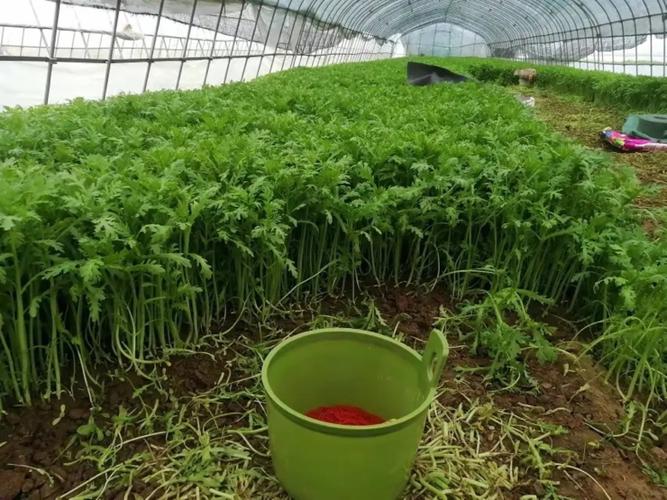 大棚茼蒿管理技术视频怎么学?-图2 大棚茼蒿管理技术视频怎么学?-图2