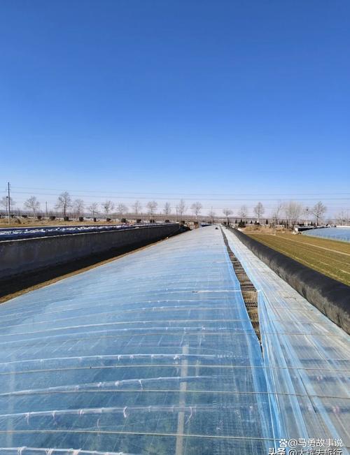 大棚茼蒿管理技术视频怎么学？-图3