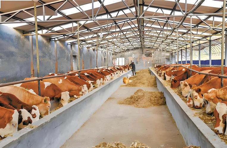 肉牛饲料吨价与养牛技术如何协同增效？-图2