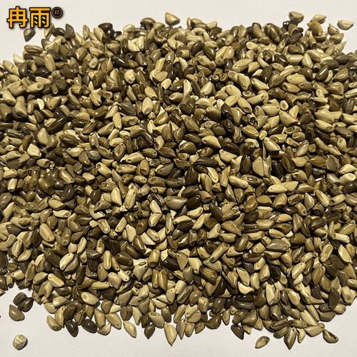 墨西哥青贮饲料种植技术要点有哪些?-图1 墨西哥青贮饲料种植技术要点有哪些?-图1