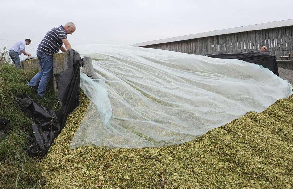 墨西哥青贮饲料种植技术要点有哪些?-图3 墨西哥青贮饲料种植技术要点有哪些?-图3