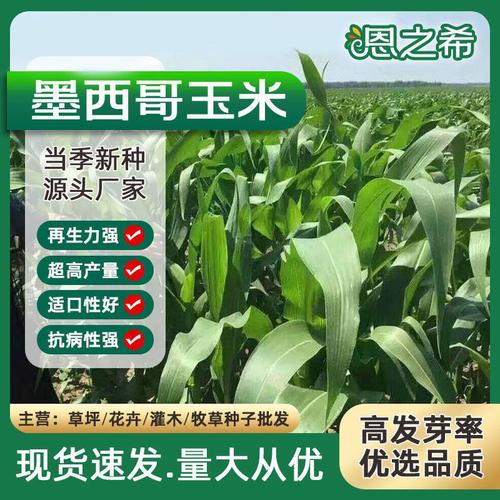 墨西哥青贮饲料种植技术要点有哪些？-图2