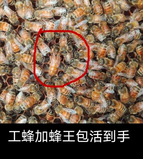 意蜂为何是繁殖最快的蜂种？-图3