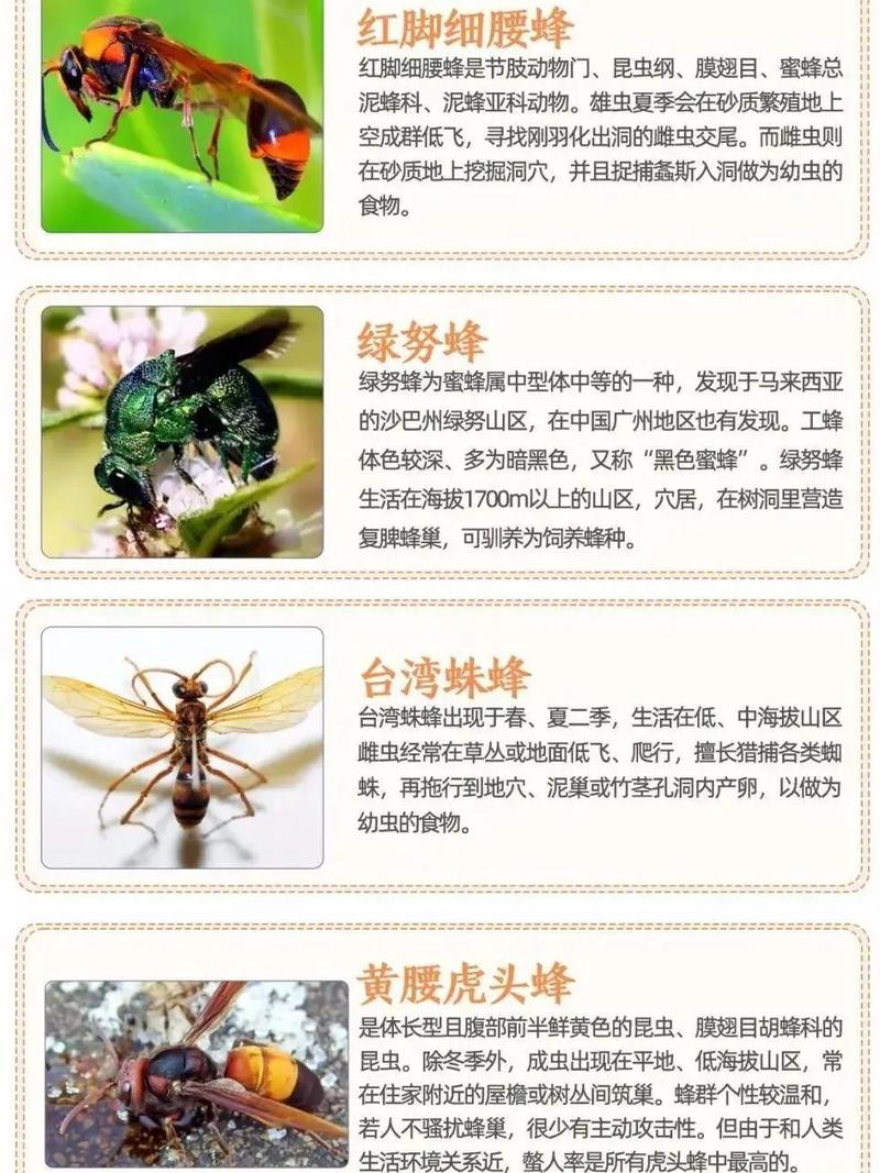 意蜂为何是繁殖最快的蜂种？-图1